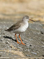 Image of Common Redshank