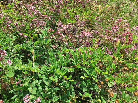 Image of licorice milkvetch