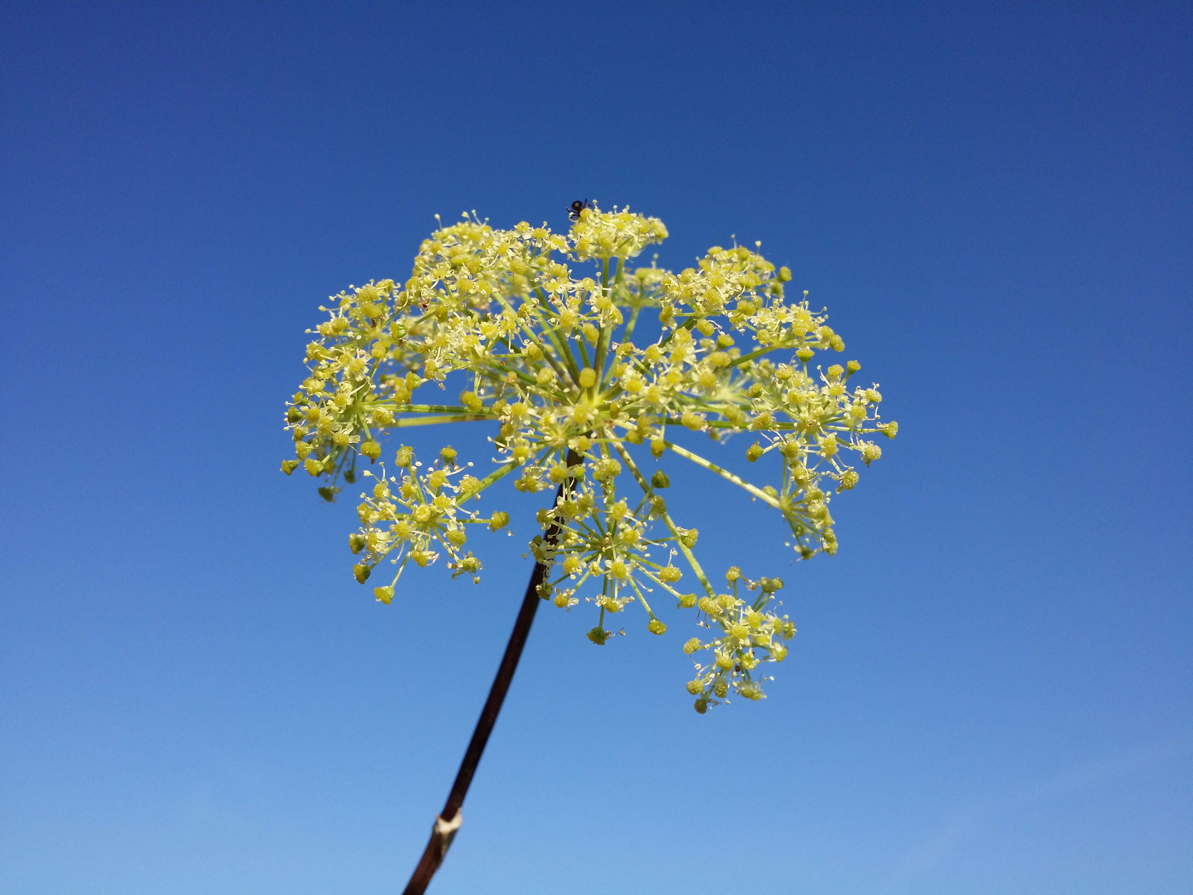 Image of Norwegian angelica