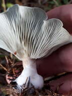 Image de Clitocybe odora (Bull.) P. Kumm. 1871