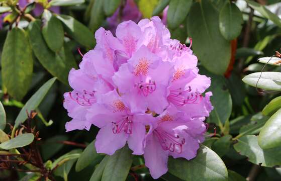 Image of Rhododendron smirnowii Trautv.