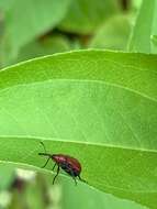 Image of Rose Curculio