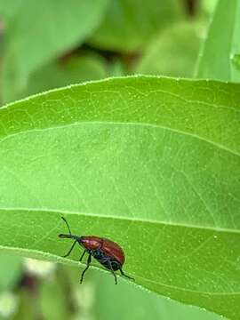 Image of Rose Curculio