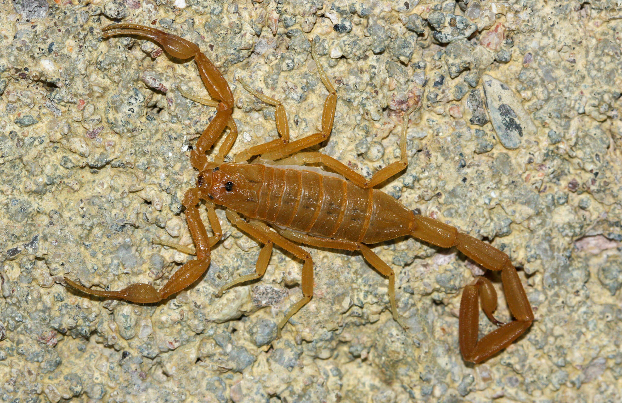 Image of Arizona Bark Scorpion