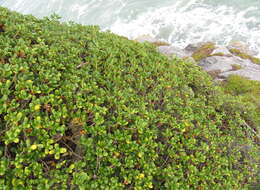 Image de Coprosma repens A. Rich.