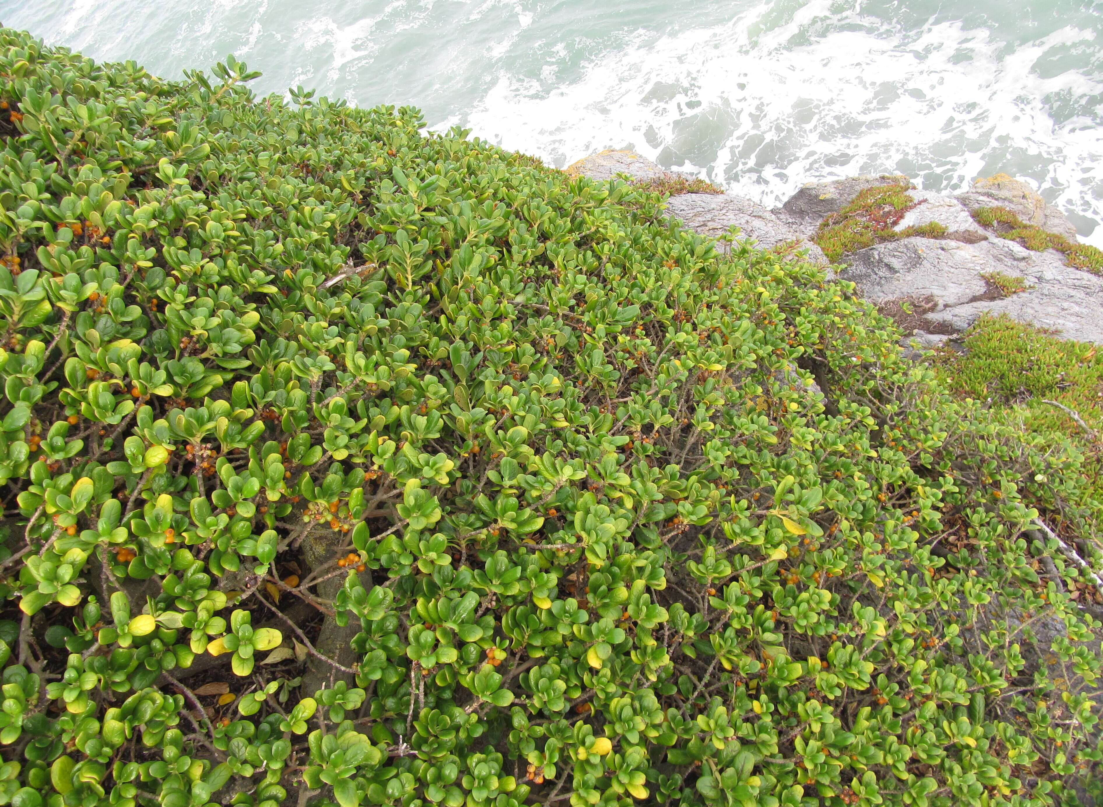 Image de Coprosma repens A. Rich.