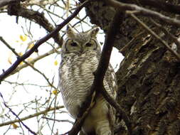 Image of Great Horned Owl