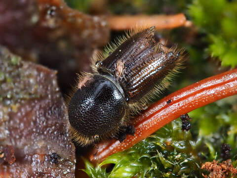 Image of european spruce bark beetle