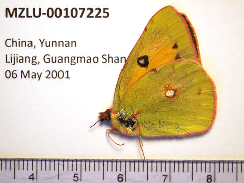 Image of Colias fieldii Ménétriès 1855