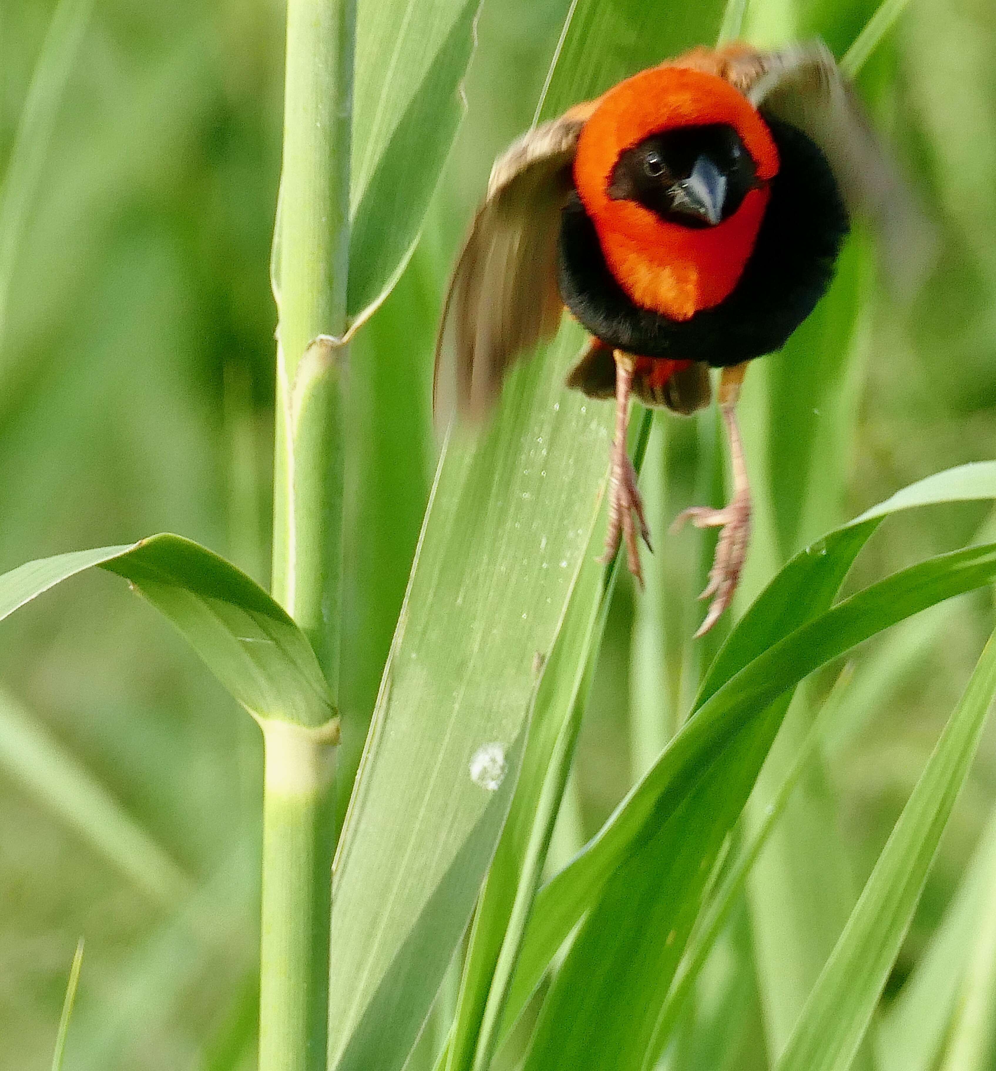 Image of Red Bishop