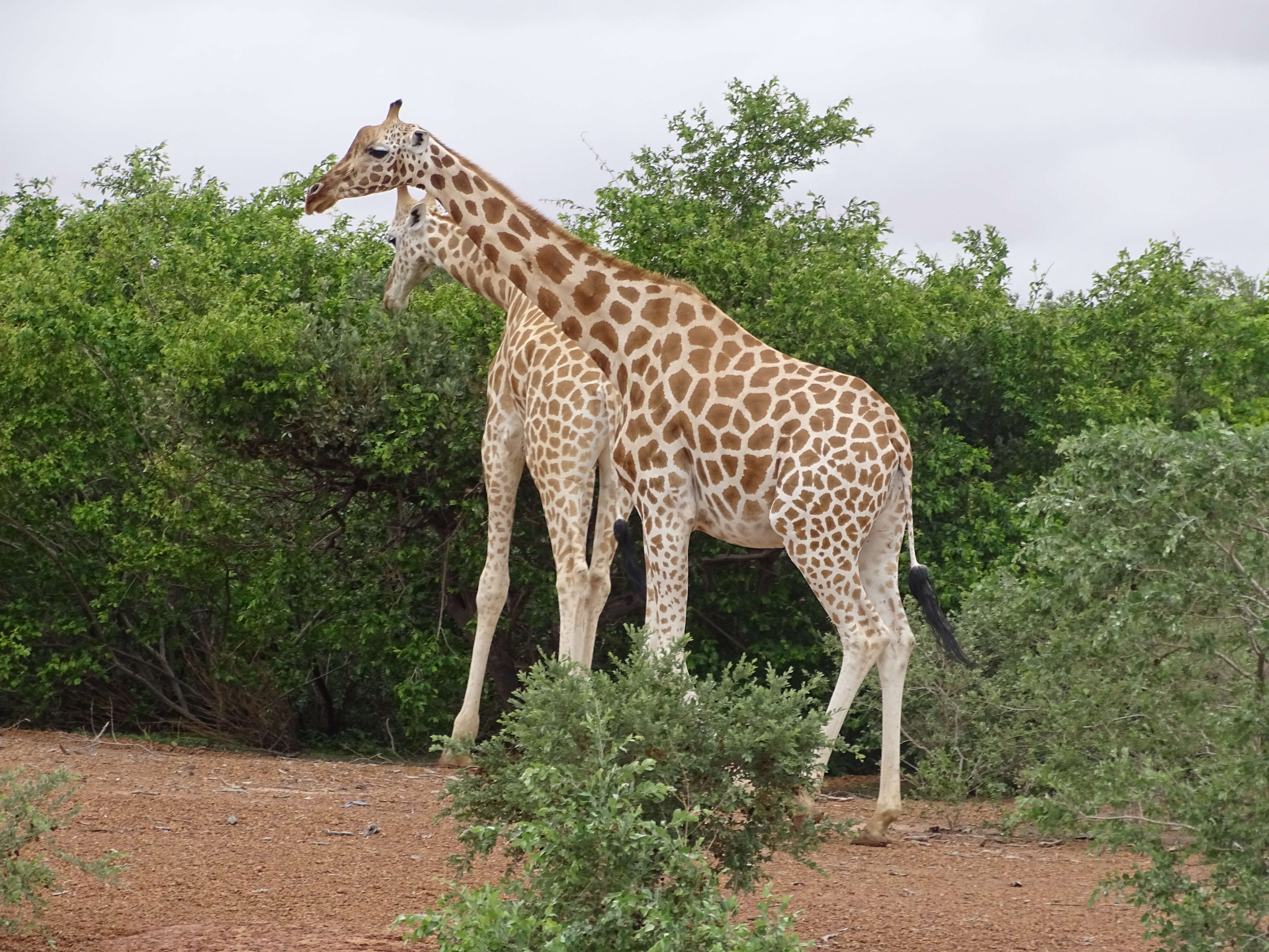 Image of West African Giraffe