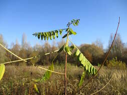 Image of desert false indigo