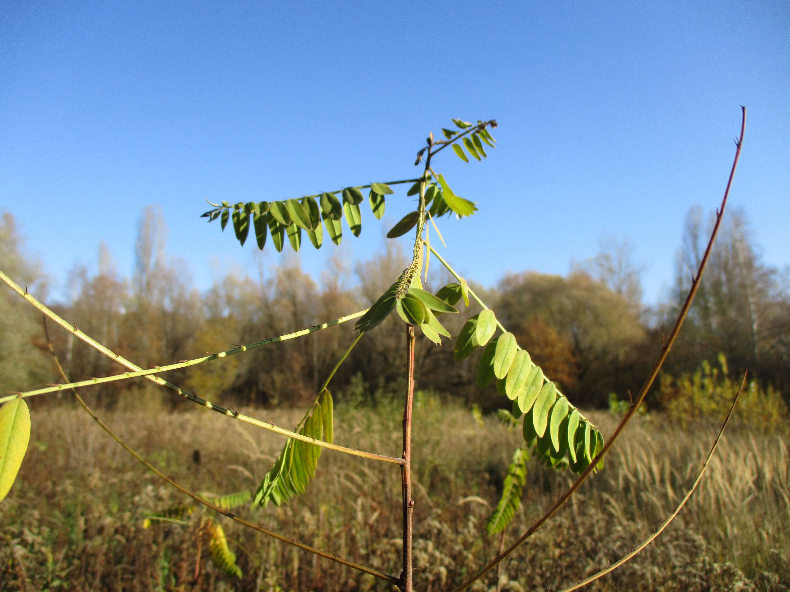 Image of desert false indigo