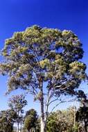 Imagem de Eucalyptus tereticornis Sm.