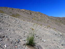 Image de Poa fendleriana (Steud.) Vasey