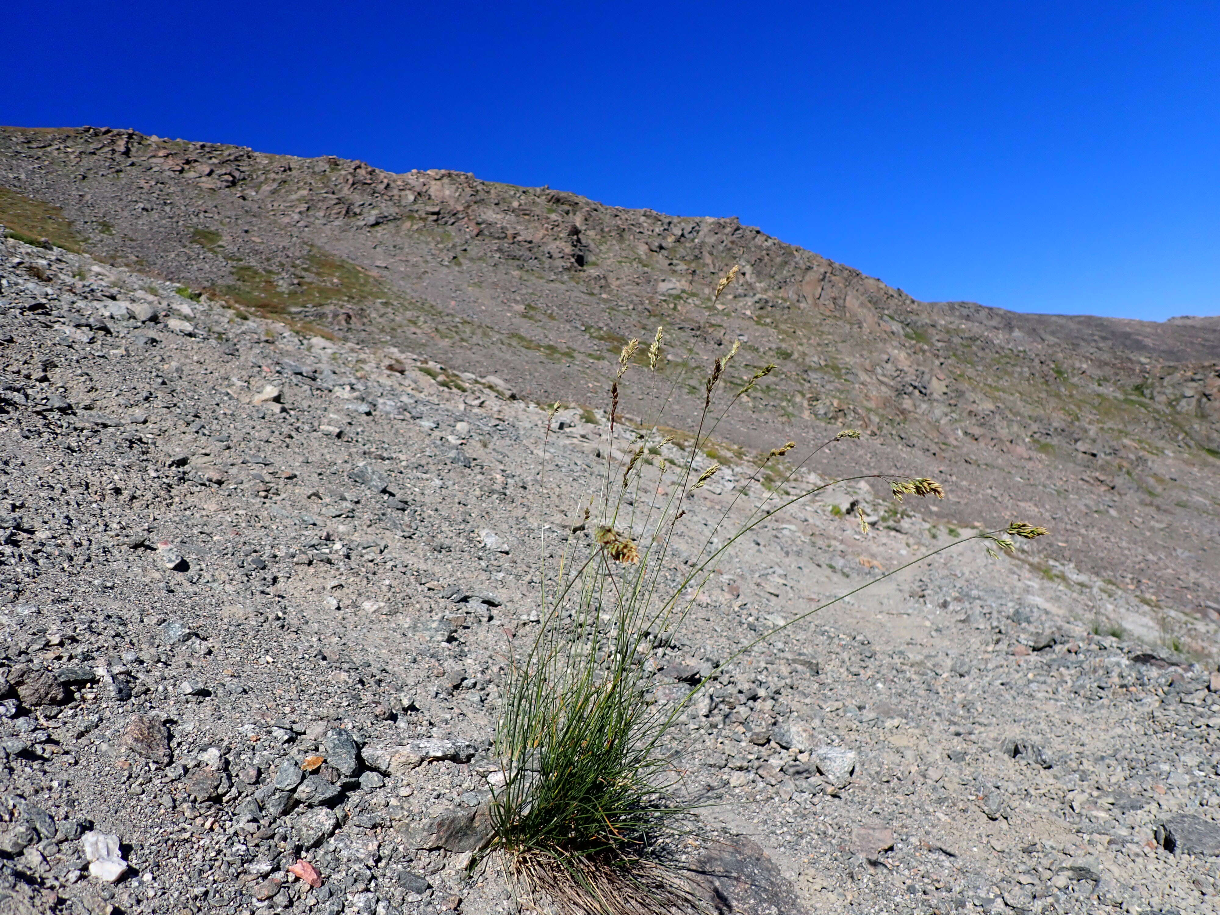 Image de Poa fendleriana (Steud.) Vasey