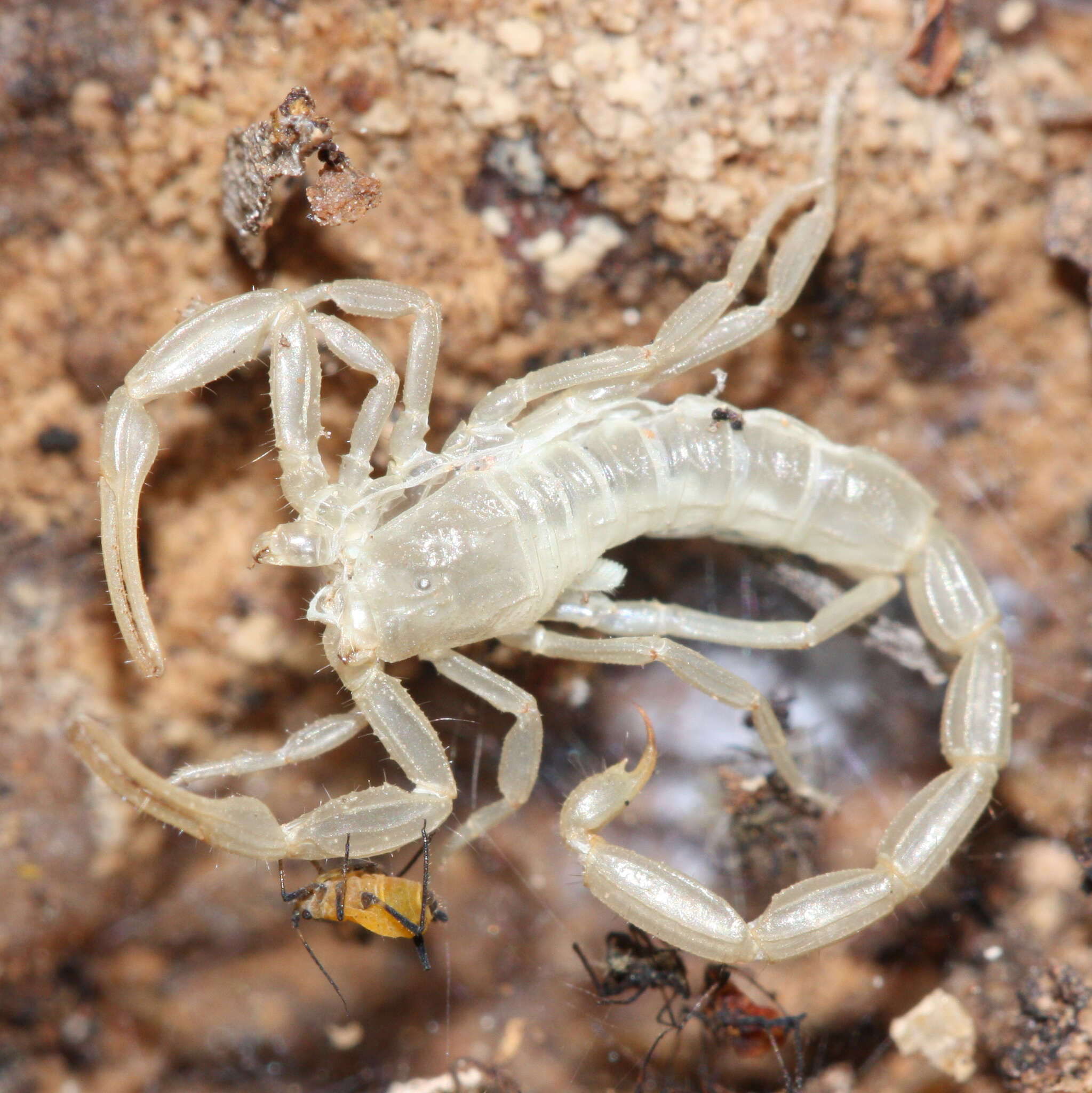 Image of Arizona Bark Scorpion