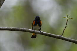 Image de Paruline flamboyante