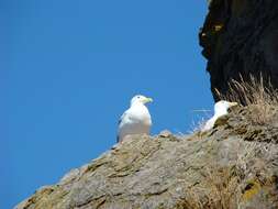 Image of Glaucous-winged Gull