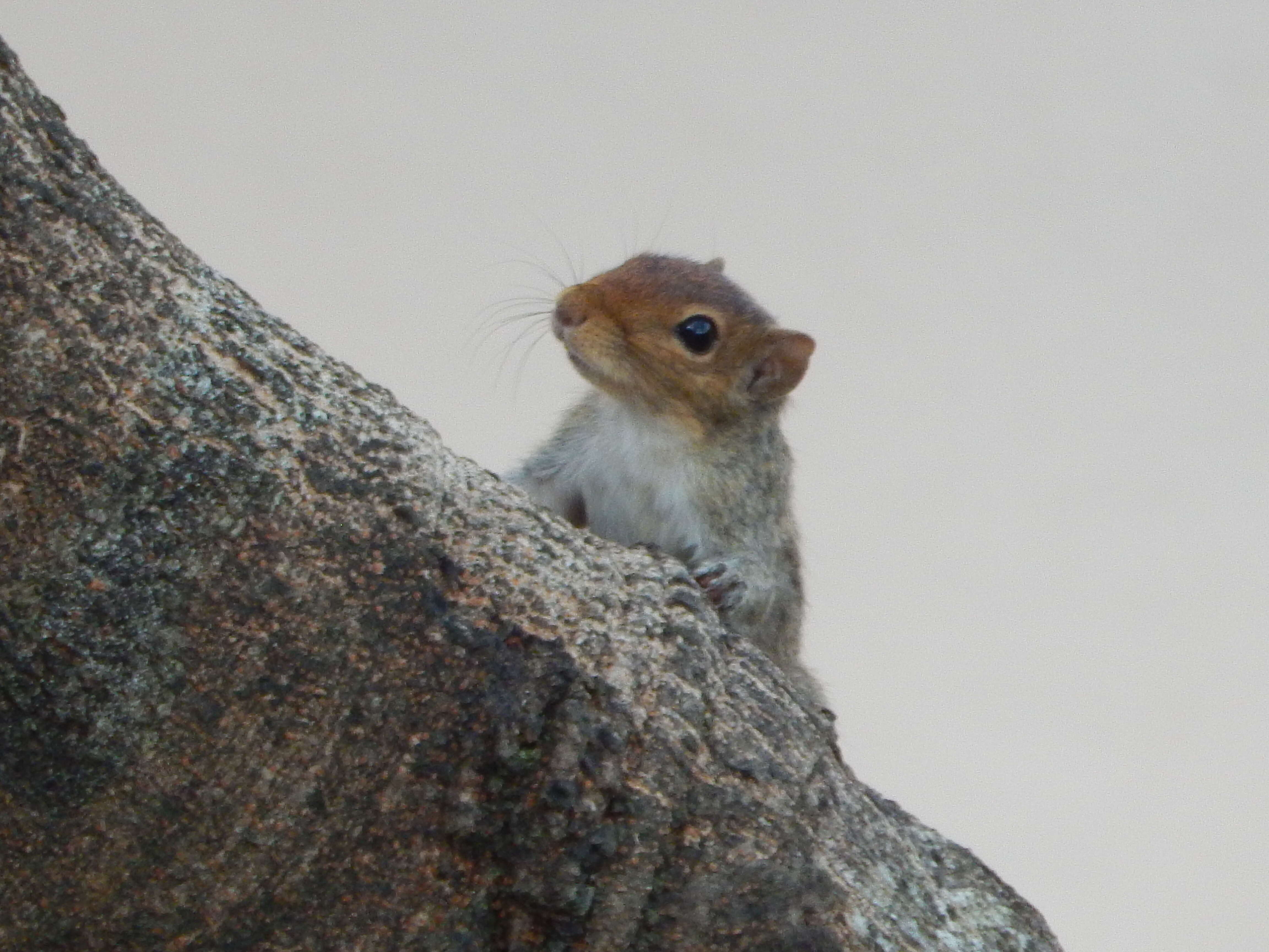 Sivun Funambulus tristriatus (Waterhouse 1837) kuva