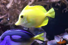 Image of Paracanthurus