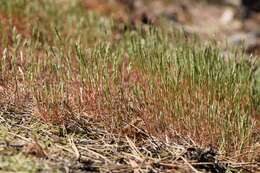 Image of early hair-grass