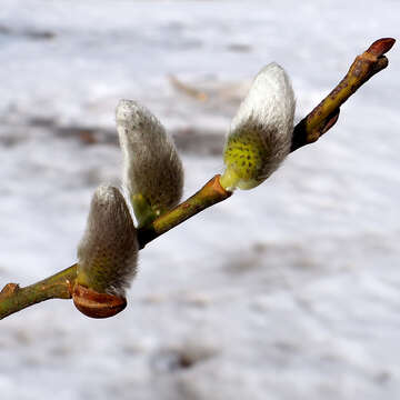 Image of goat willow