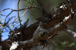 Image of Black-chinned Hummingbird