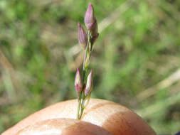 Image de Panicum coloratum L.