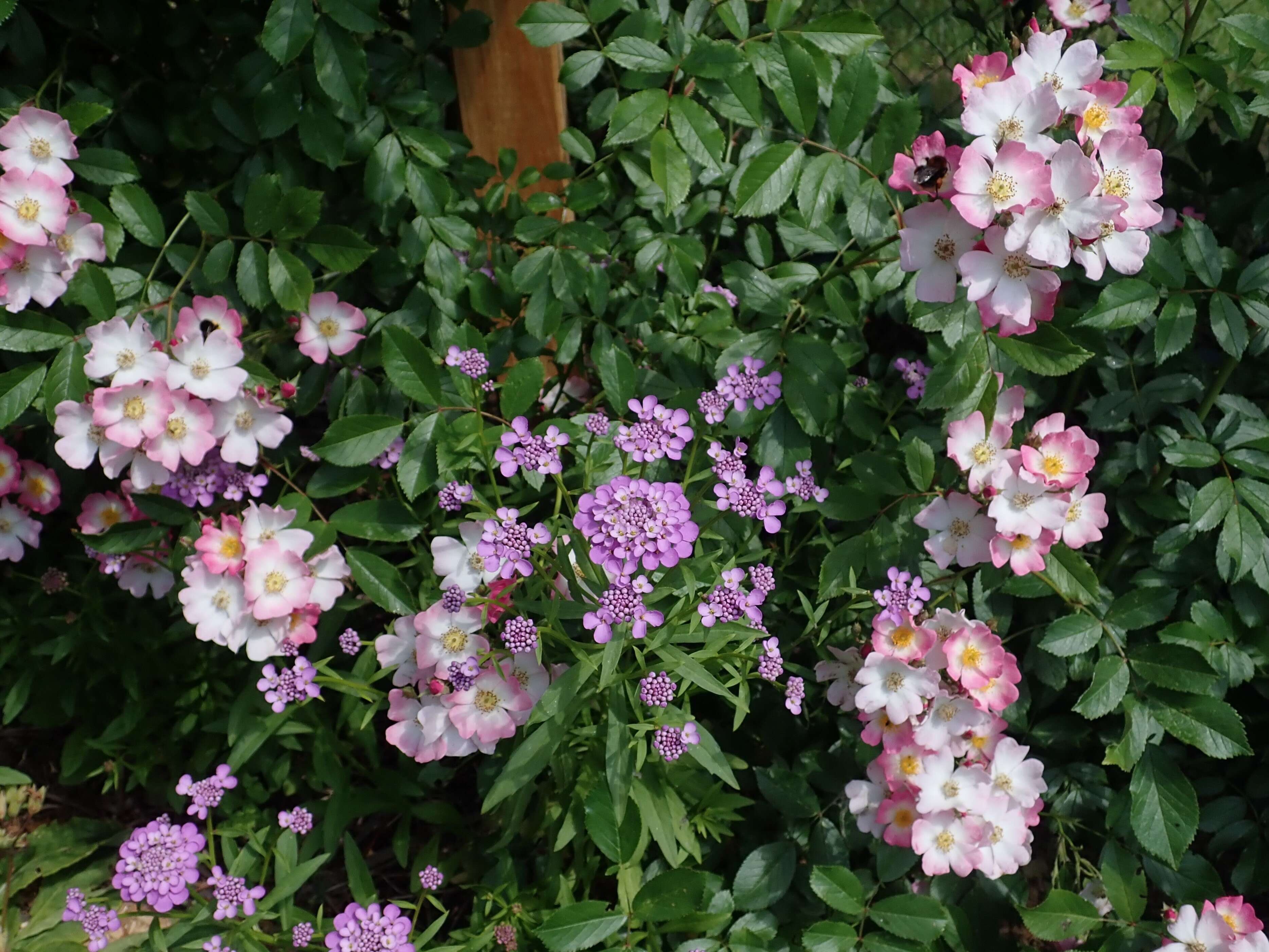 Plancia ëd Iberis umbellata L.