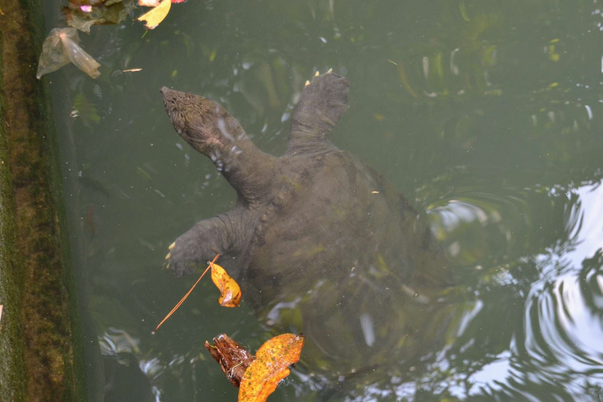 Image of Asiatic Softshell Turtle