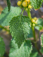 Imagem de Lamium galeobdolon (L.) L.