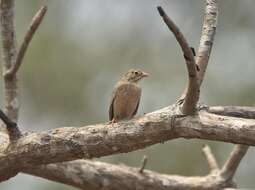 Image of Grey-necked Bunting