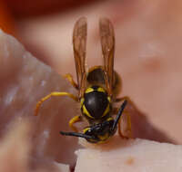 Image of Common wasp