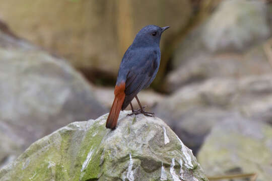 Image of Plumbeous Water Redstart