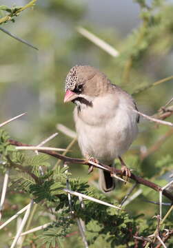 Image of Scaly Weaver