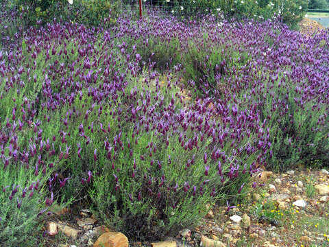 Слика од Lavandula pedunculata (Mill.) Cav.