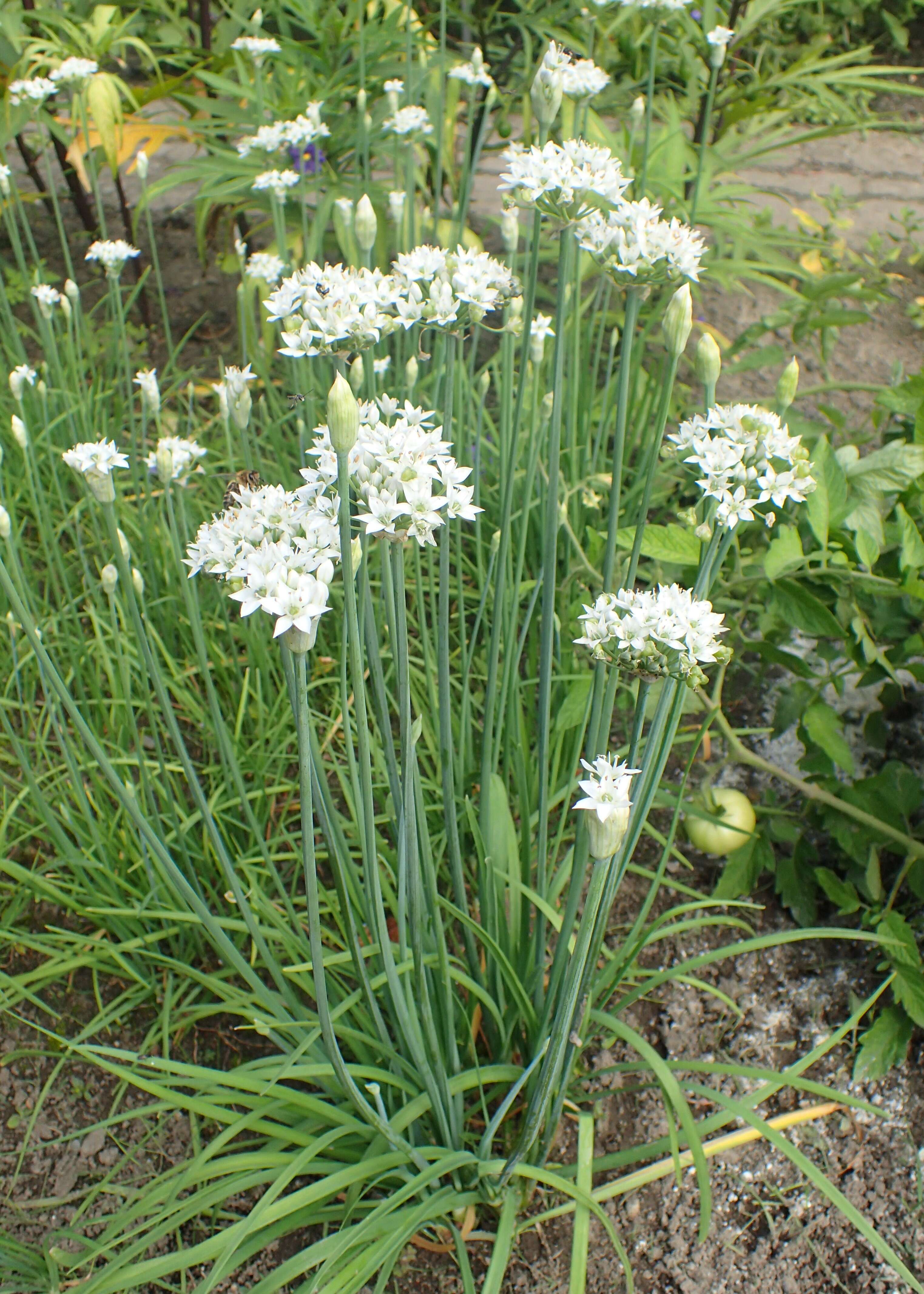 Image of Chinese chives