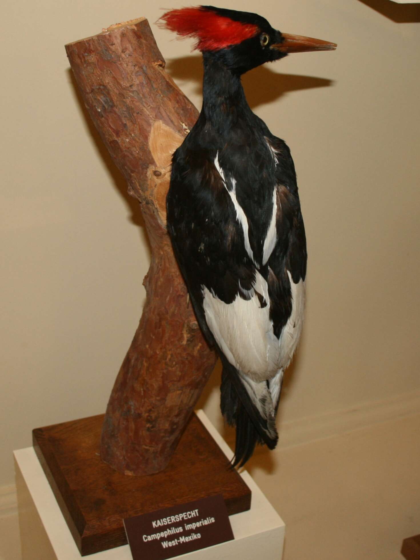 Image of Imperial Woodpecker