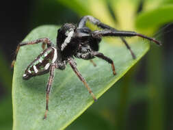 Image of Golden jumping spider