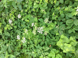 Image of bishop's goutweed