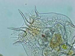 Image of Syndermata