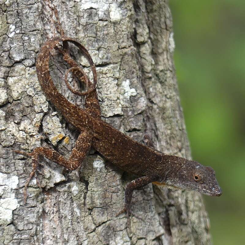 Image of Anolis jubar Schwartz 1968