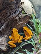 Plancia ëd Phyllobates terribilis Myers, Daly & Malkin 1978