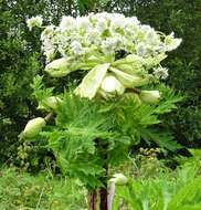 Image of Mantegazzi's Cow-Parsnip