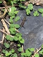 Image of Shanghai Elegant Skink