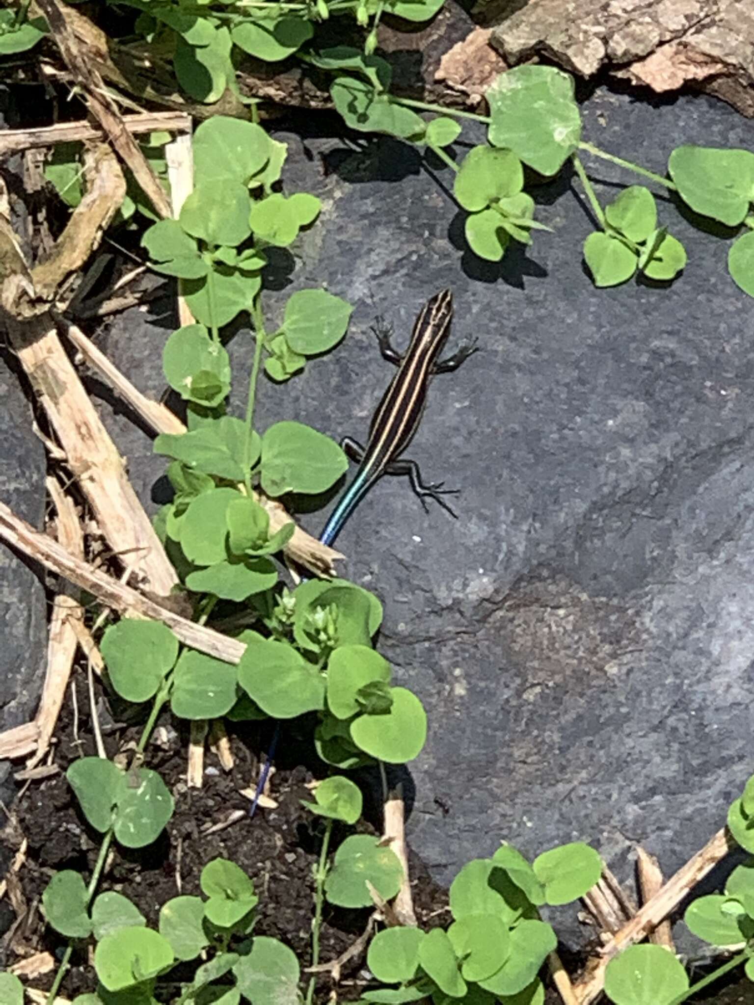 Image of Shanghai Elegant Skink