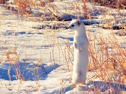 Image of Long-tailed Weasel