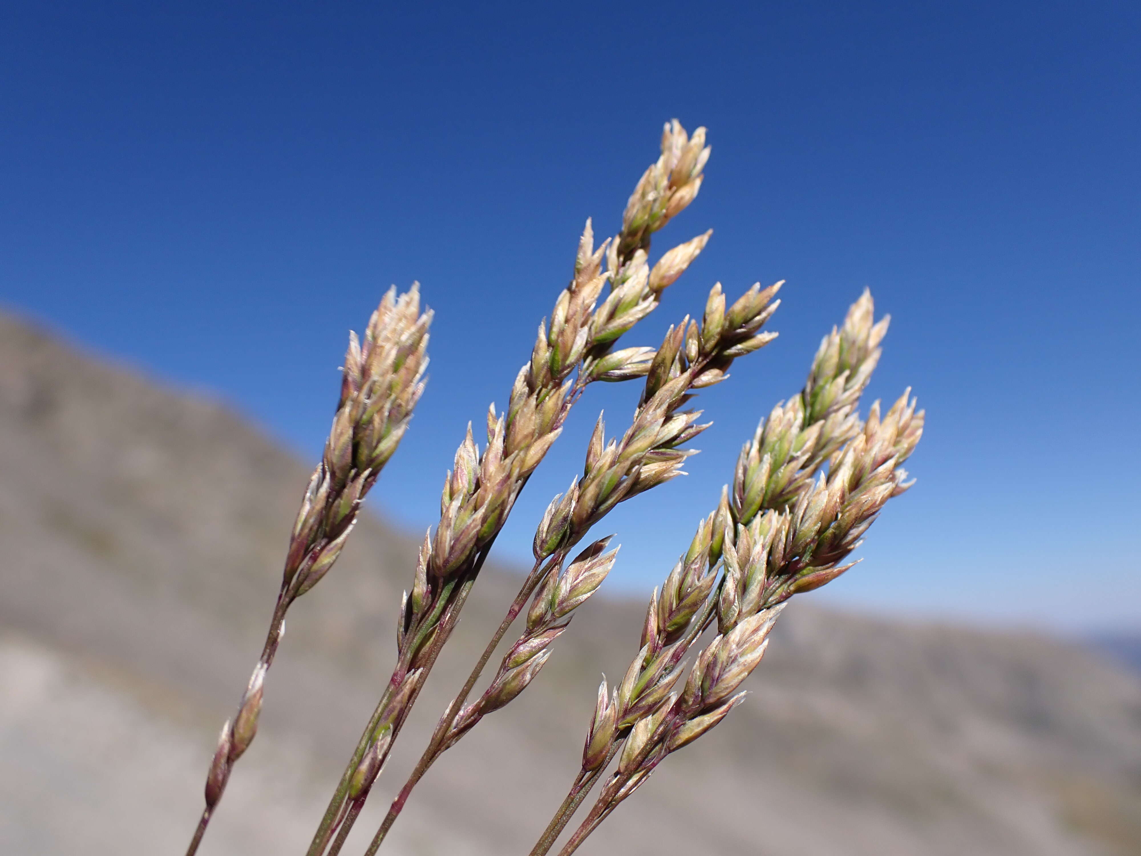 Image de Poa fendleriana (Steud.) Vasey