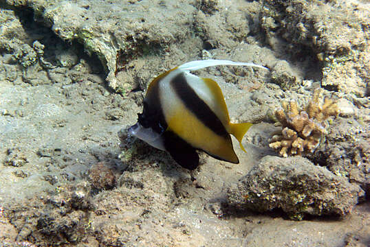 Image of Red Sea Bannerfish